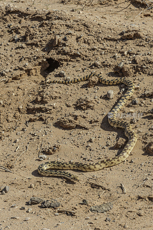 大盆地囊地鼠蛇，垂体catenifer deserticola，大教堂谷，国会礁国家公园，犹他州。